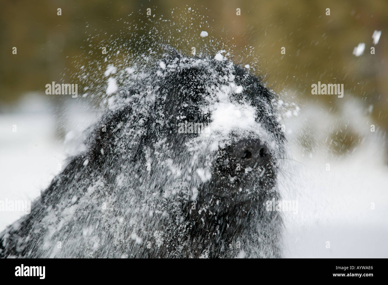 Ritratto di razza del cane di Terranova in snow Foto Stock