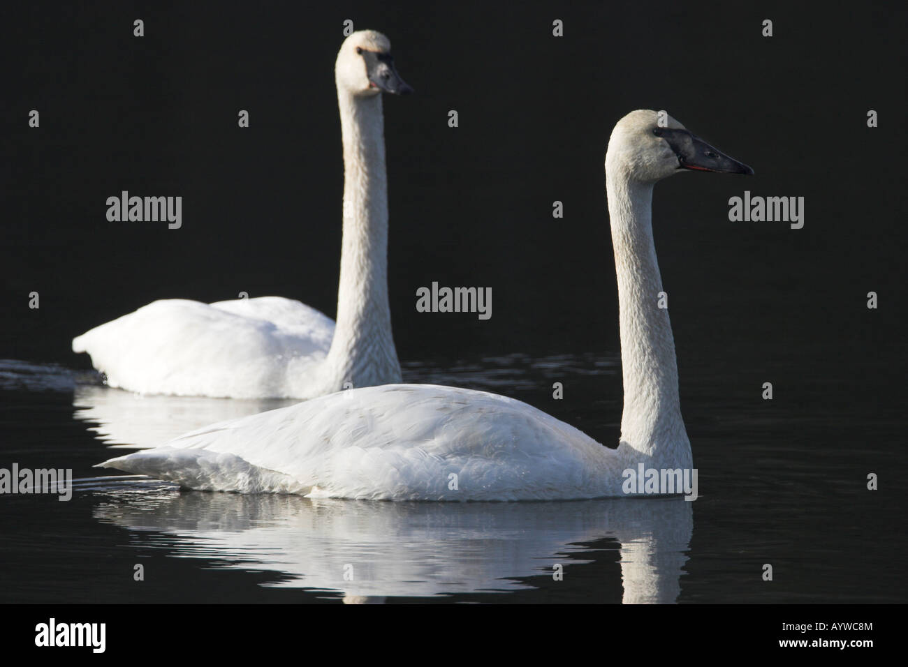 Trumpeter Swan Cygnus buccinatore adulto coppia la crociera lungo il fiume Nanaimo Isola di Vancouver BC Canada Foto Stock