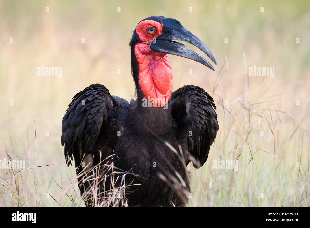 Massa meridionale hornbill Bucorvus leadbeateri Parco Nazionale Kruger Sud Africa Foto Stock