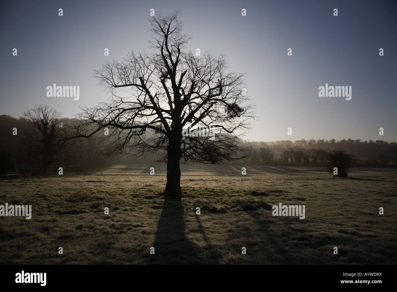 Silhouette ad albero in inizio di mattina di sole rompere attraverso la nebbia atmosferica nel tardo inverno meteo Foto Stock