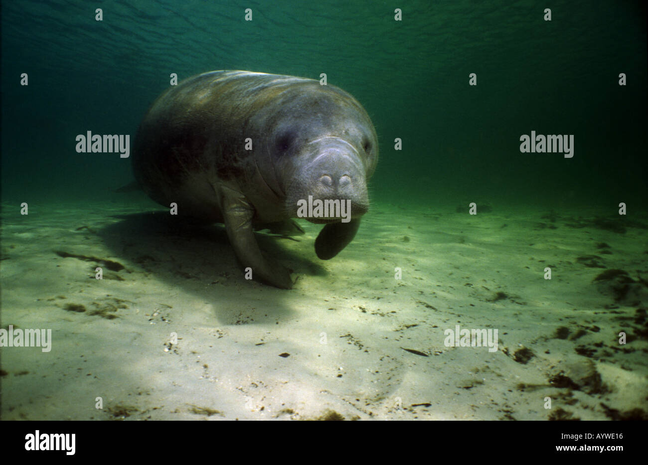 West Indian lamantino facce della telecamera nelle verdi acque del basso Crystal River Florida il pesce che si nasconde sotto il lamantino Foto Stock