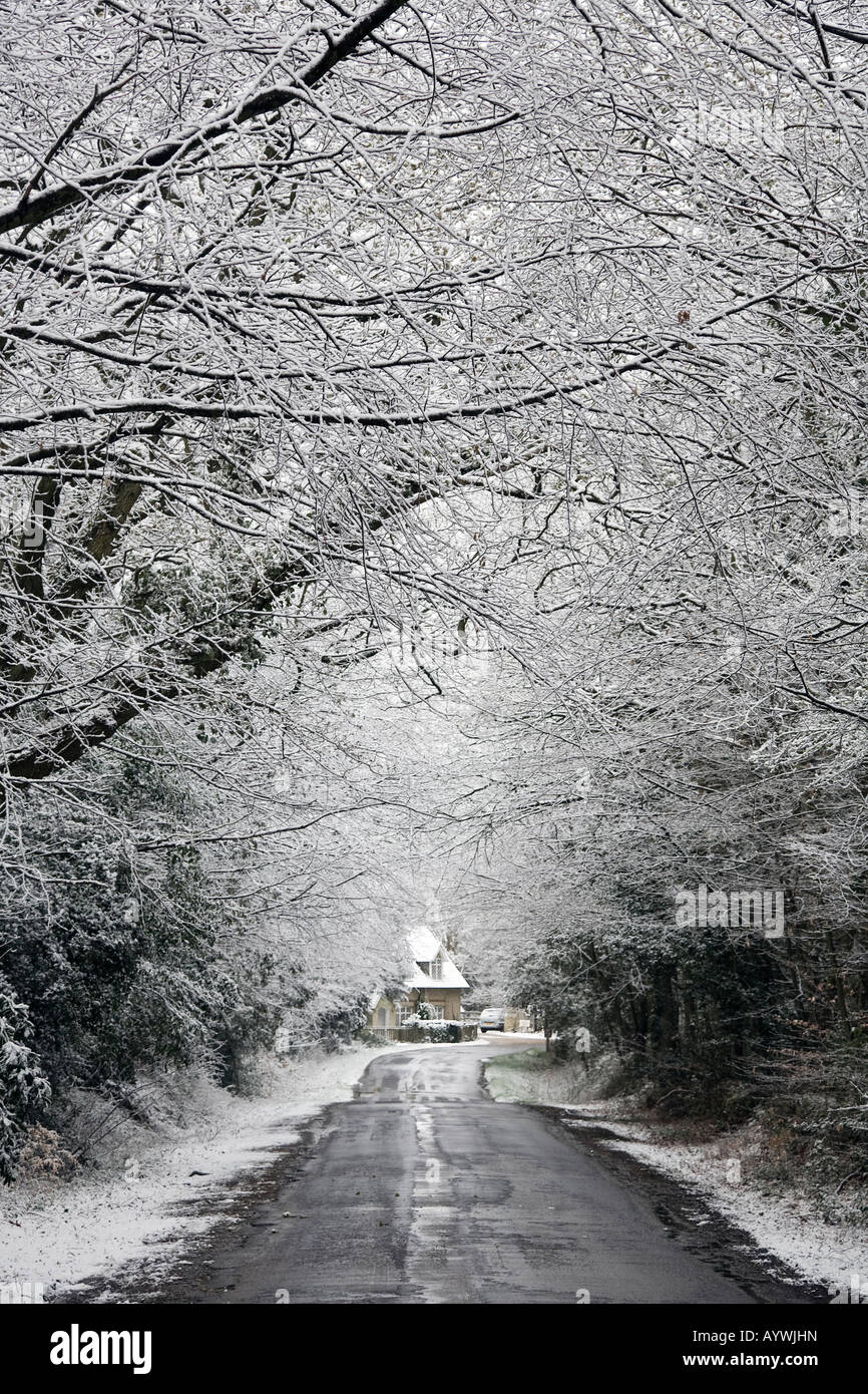 Coperta di neve rami guardando verso il basso una corsia a un cottage Foto Stock
