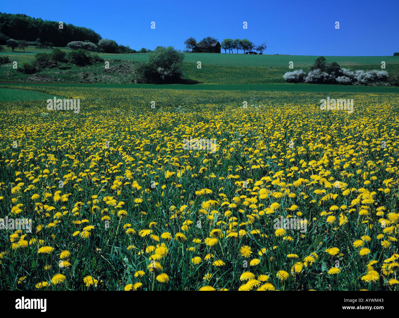 Fruehlingslandschaft, Wiesenlandschaft, Butterblumen, Loewenzahn, Blumenwiese, D-Birgland-Fuernried, Fraenkische Alb, Oberpfalz, Bayern Foto Stock