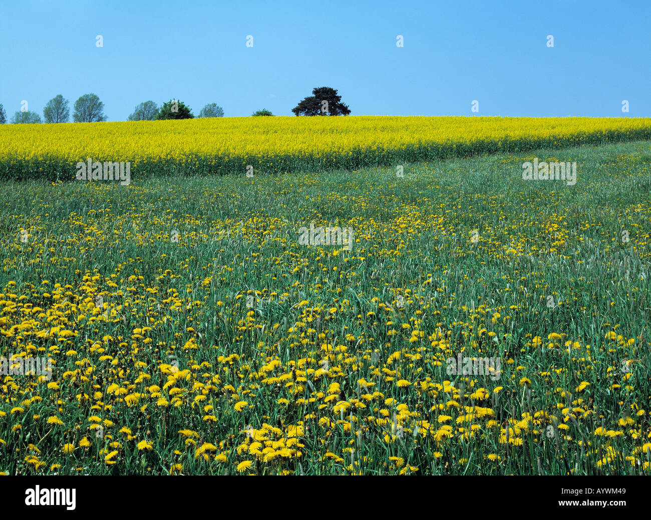 Fruehlingslandschaft, Wiesenlandschaft, Rapsfeld und Blumenwiese, Butterblumen und Loewenzahn, Hirschau, Oberpfalz, Bayern Foto Stock