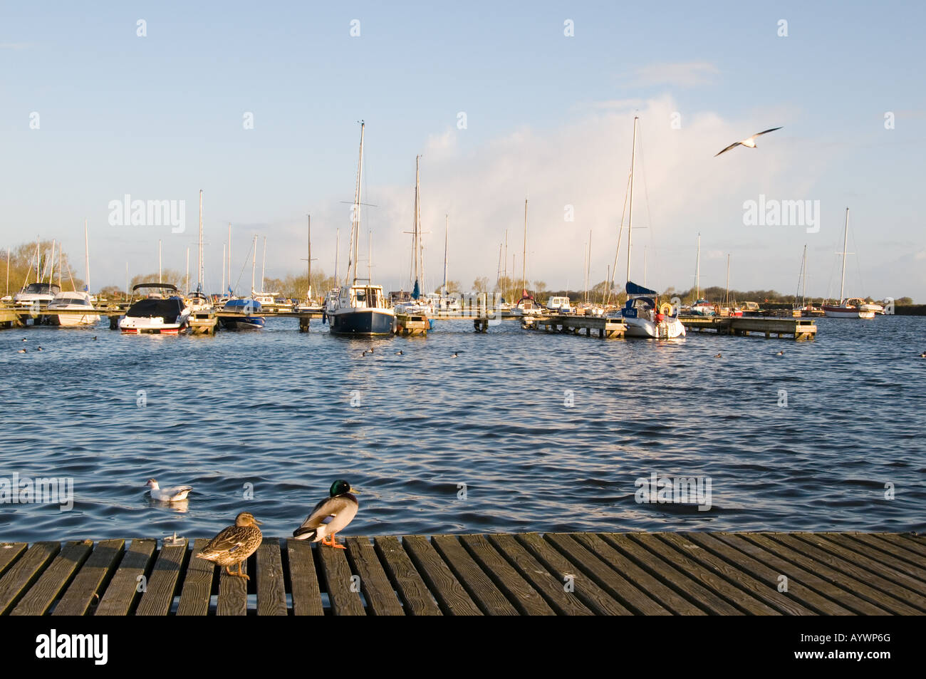 Marina Kinnego Lough Neagh Foto Stock