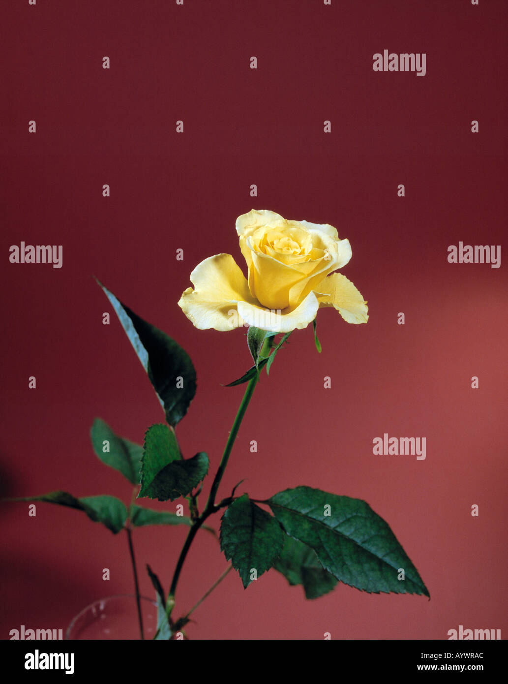 Gelbe Rose vor braunem Hintergrund Foto Stock