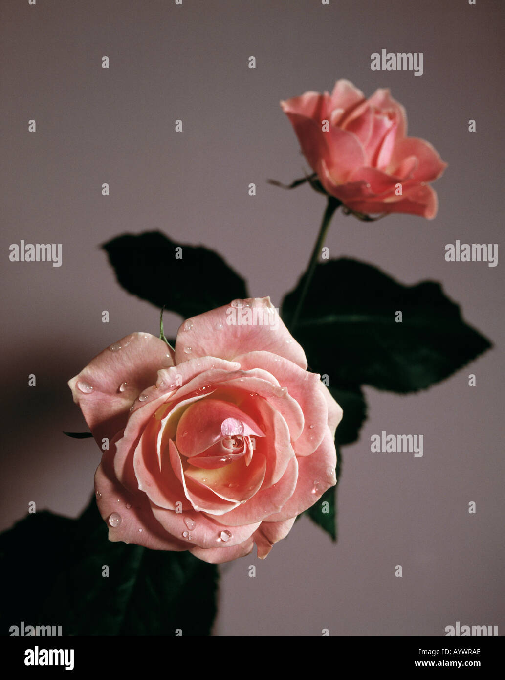 Rosarote Rosen mit Wassertropfen vor grauem Hintergrund Foto Stock