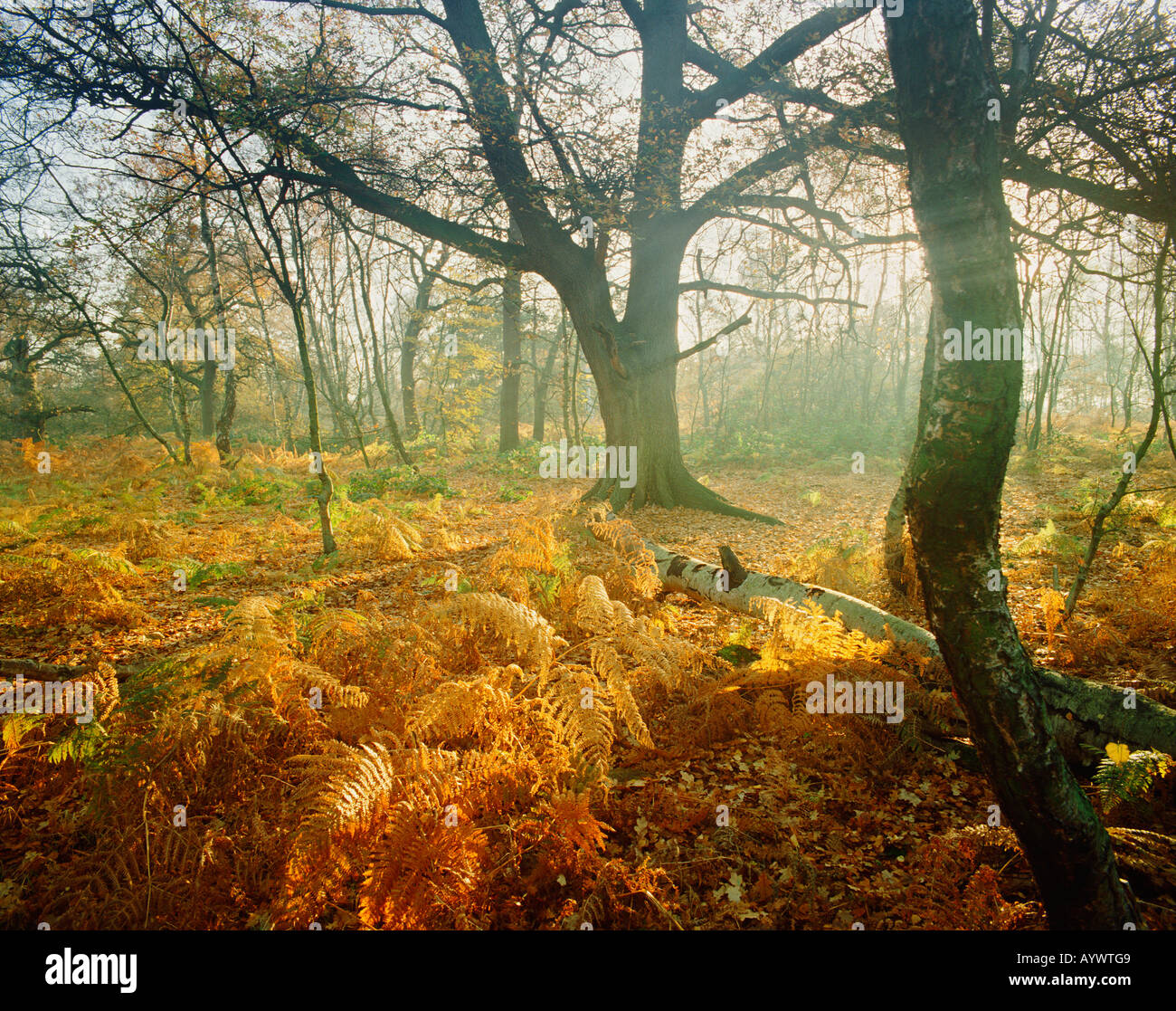 GB NOTTINGHAMSHIRE Foresta di Sherwood vicino EDWINSTOWE Foto Stock