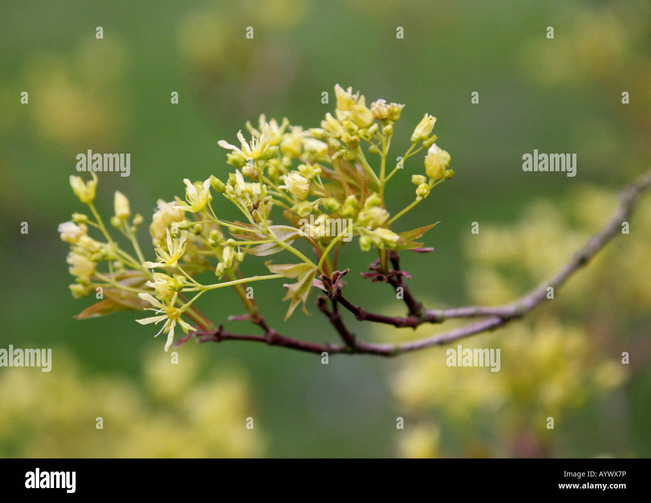 Mono Maple Acer Aceraceae mono Foto Stock