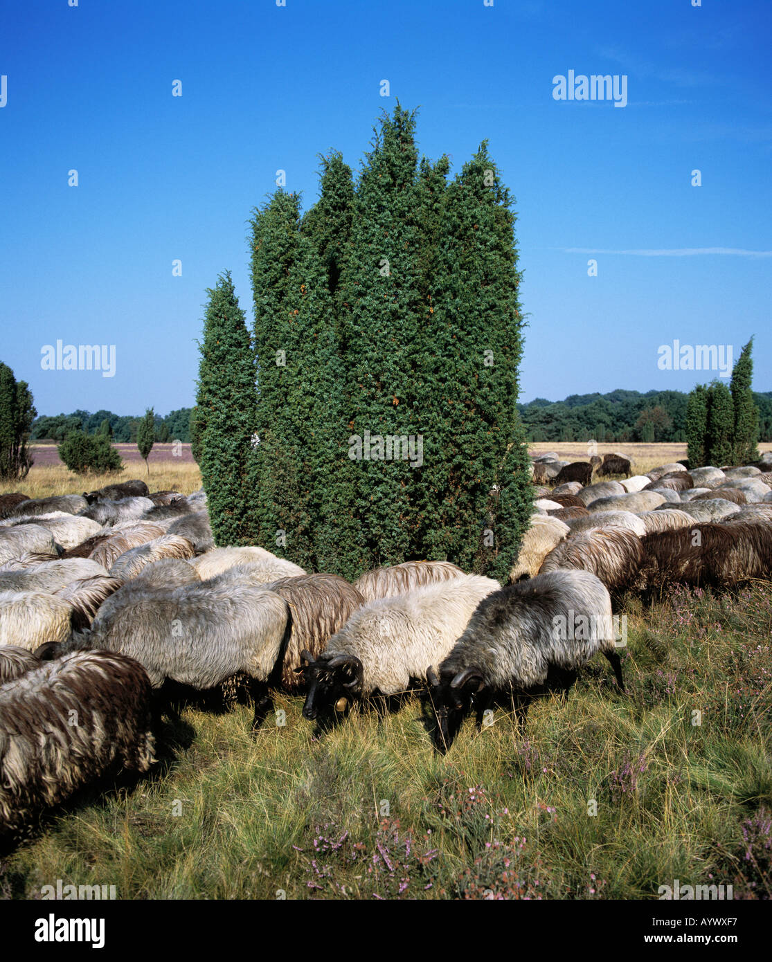 Heidelandschaft, Wacholderbuesche, Heidschnuckenherde, Naturschutzpark Lueneburger Heide, Bassa Sassonia Foto Stock