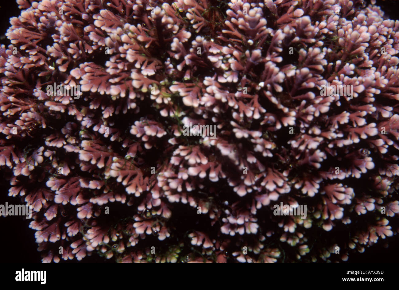 Alga Rossa Corallina officinalis è un comune di alghe marine in acque poco profonde del Mare Mediterraneo Foto Stock