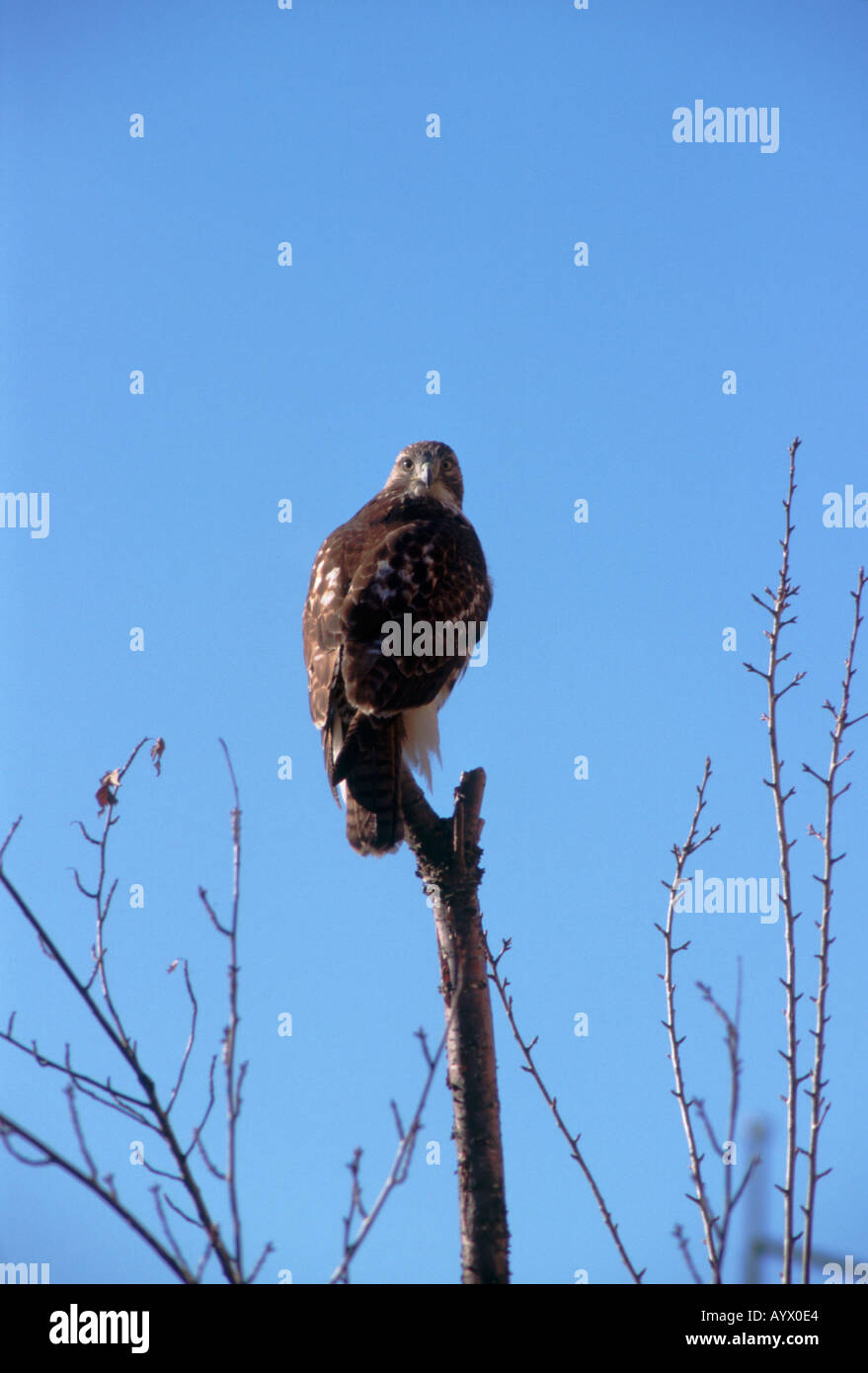 I capretti red-tailed hawk, Buteo jamaicensis su un pesce persico. Foto Stock