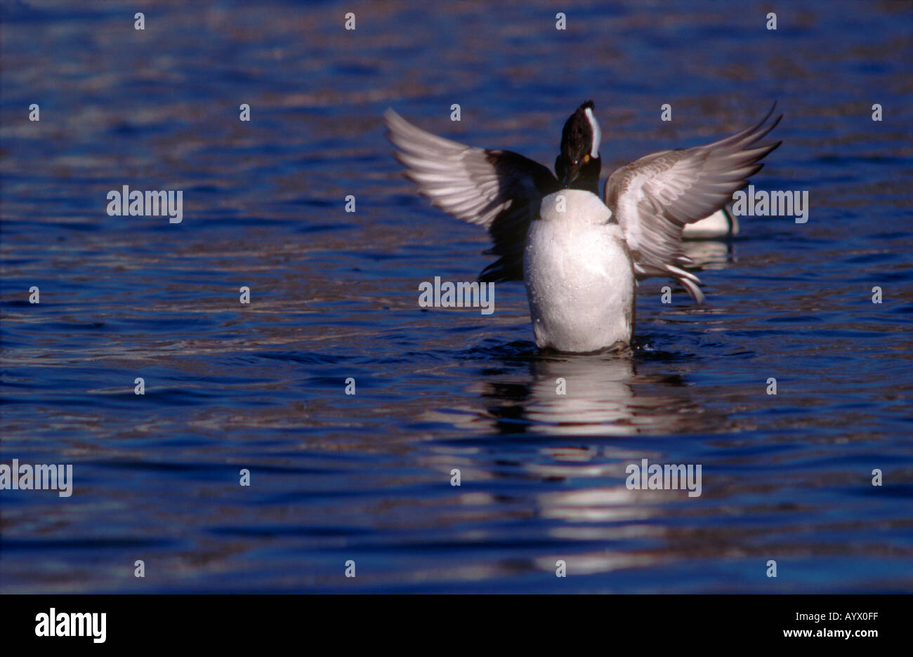 Con cappuccio maschio merganzer stretching ali sull'acqua Foto Stock