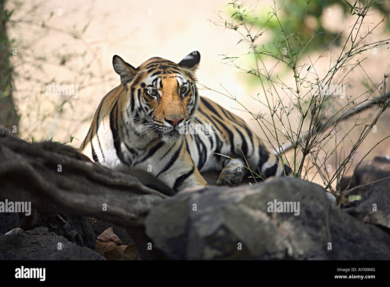 Tigre (Panthera tigris) è un mammifero della famiglia Felidae, a Bandhavgarh National Park. Foto Stock