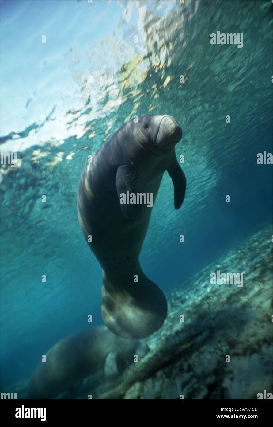 West Indian lamantino in Crystal River Florida. Foto Stock