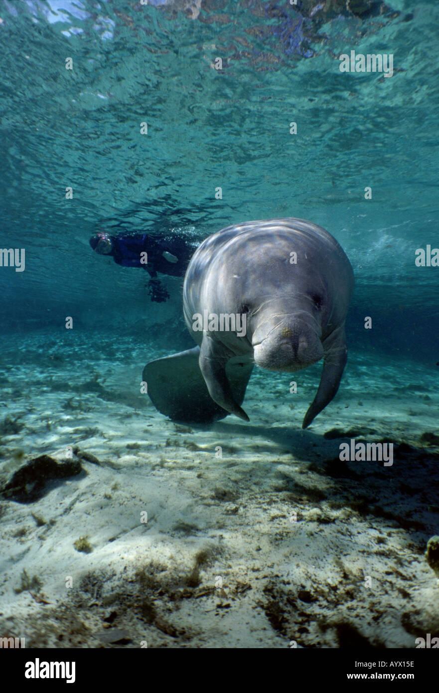 West Indian lamantino in Crystal River Florida Snorkeler in background. Foto Stock