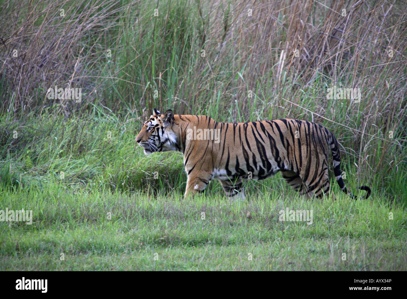 Enorme tigre maschio (Panthera tigris) è un mammifero della famiglia Felidae a Bandhavgarh National Park. Foto Stock