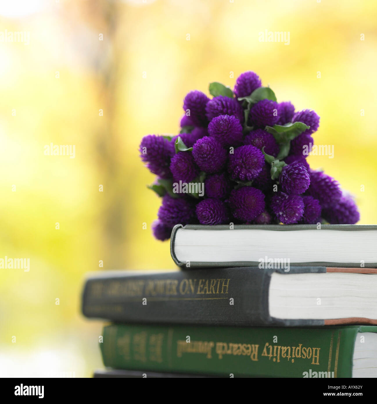 Fiore violaceo bundle sulla pila di libri Foto Stock