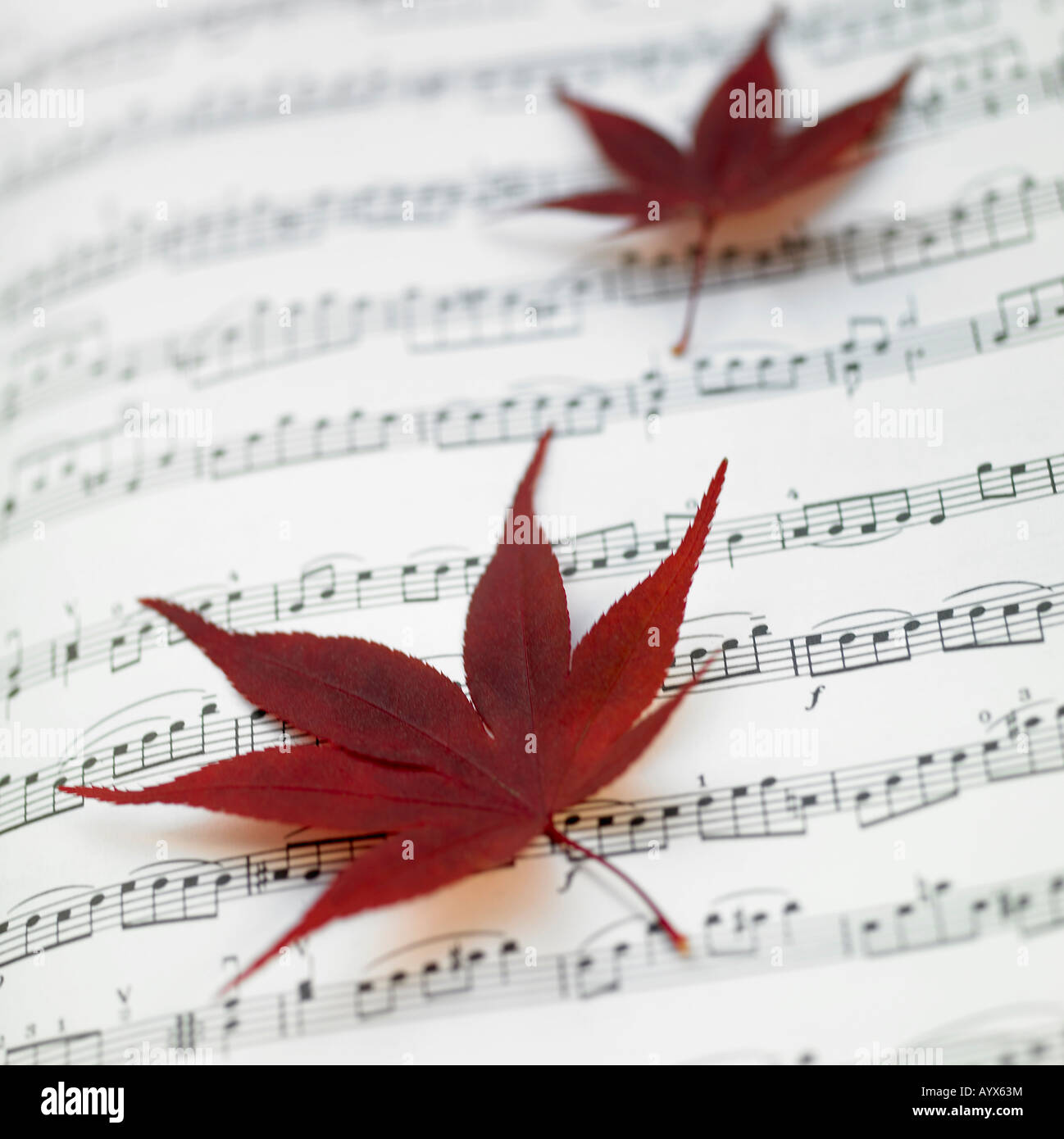 Foglie di acero in aprire il libro musicale Foto Stock