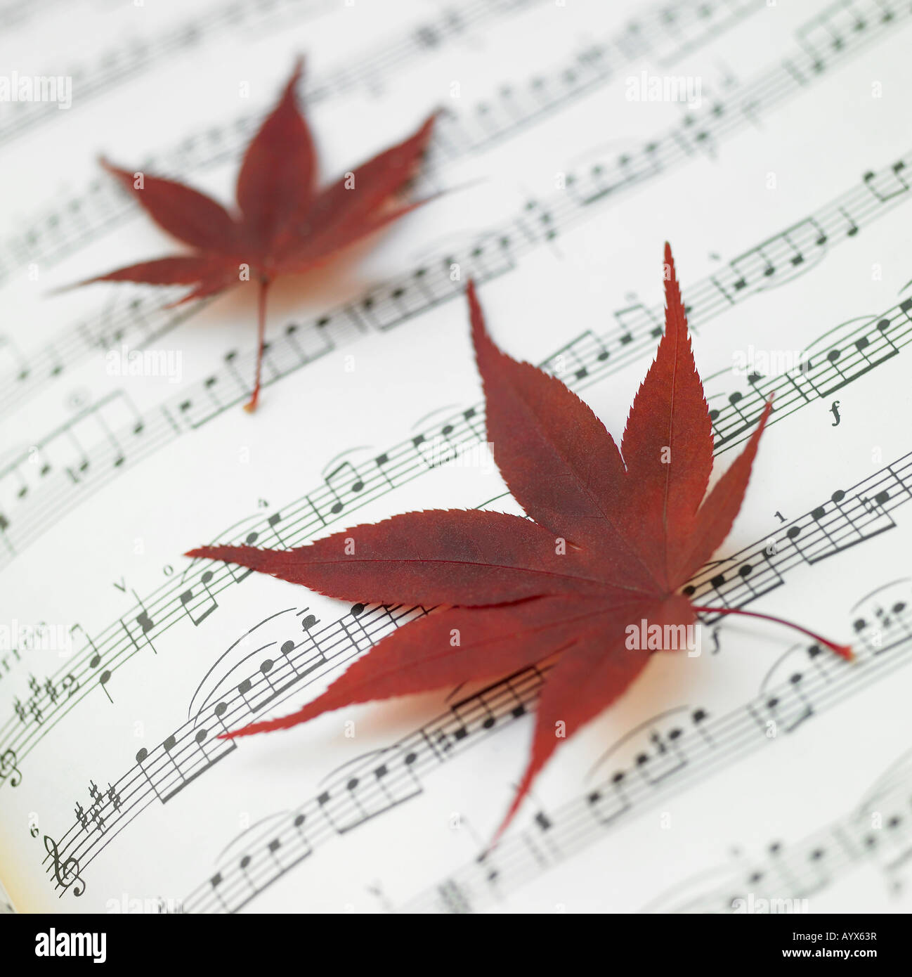 Foglie di acero in aprire il libro musicale Foto Stock