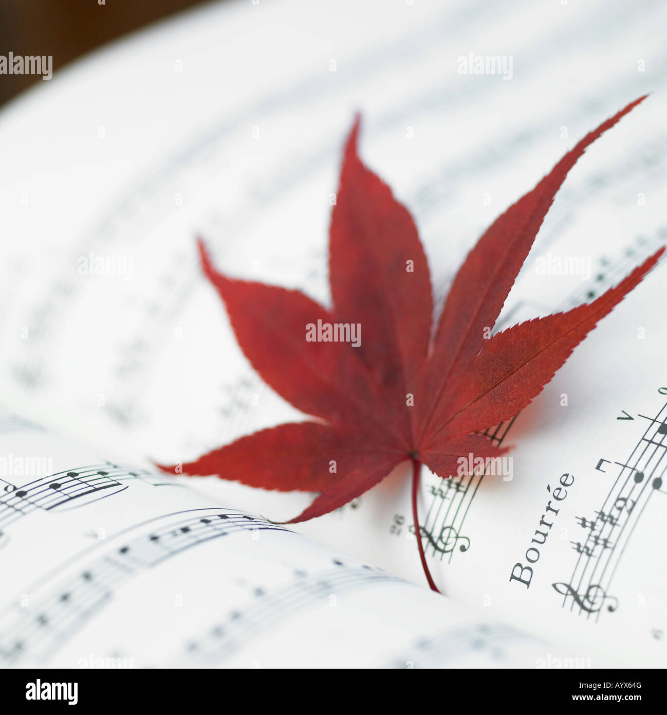Foglie di acero sul libro di musica Foto Stock