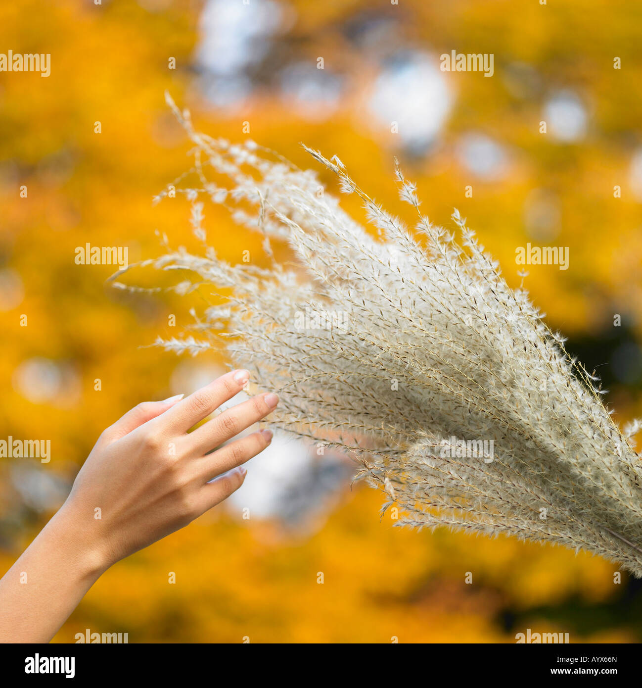Mani toccano il reed Foto Stock