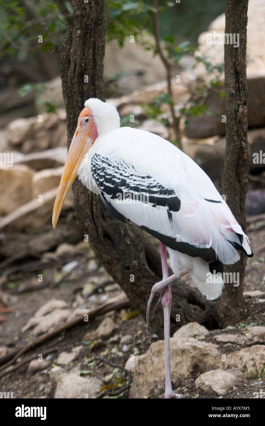 Cicogna nel zoo di San Antonio USA Foto Stock