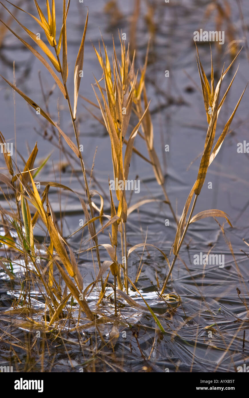 L'erba cresce attraverso un stagno di congelamento in inizio inverno Foto Stock