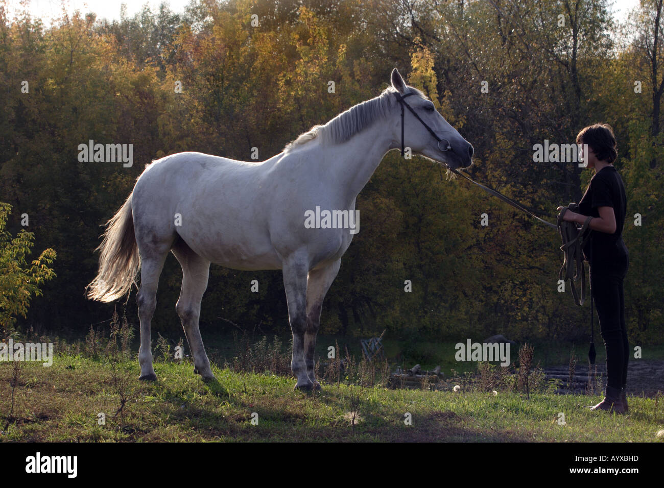 La ragazza cammina circa il cavallo in un legno di autunno Foto Stock