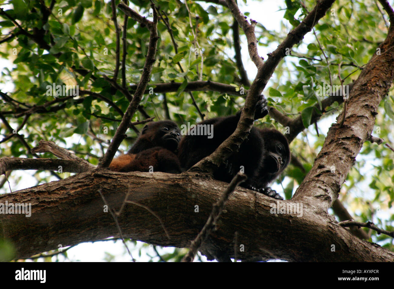 Scimmia urlatrice madre e bambino di Charco verde national park Isla Ometepe / Lago di Nicaragua Foto Stock