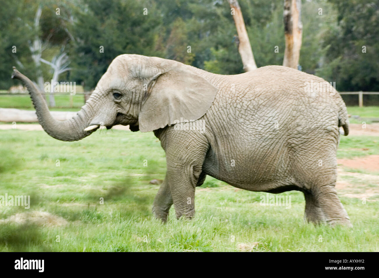 Elefante africano Loxodonta africana Dubbo Zoo Australia NSW Foto Stock