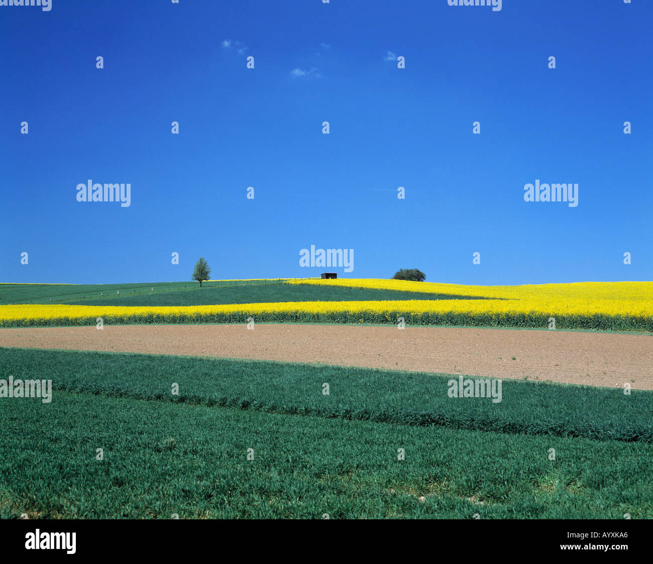 Fruehlingslandschaft, Rapsfeld, Ackerland, Wiesenlandschaft, blauer Himmel, plakativ, Naturpark Habichtswald, Assia Foto Stock