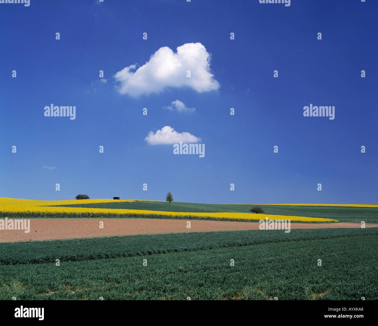 Fruehlingslandschaft, Rapsfeld, Ackerland, Wiesenlandschaft, blauer Himmel, Schoenwetterwolken, plakativ, Naturpark Habichtswald, Assia Foto Stock