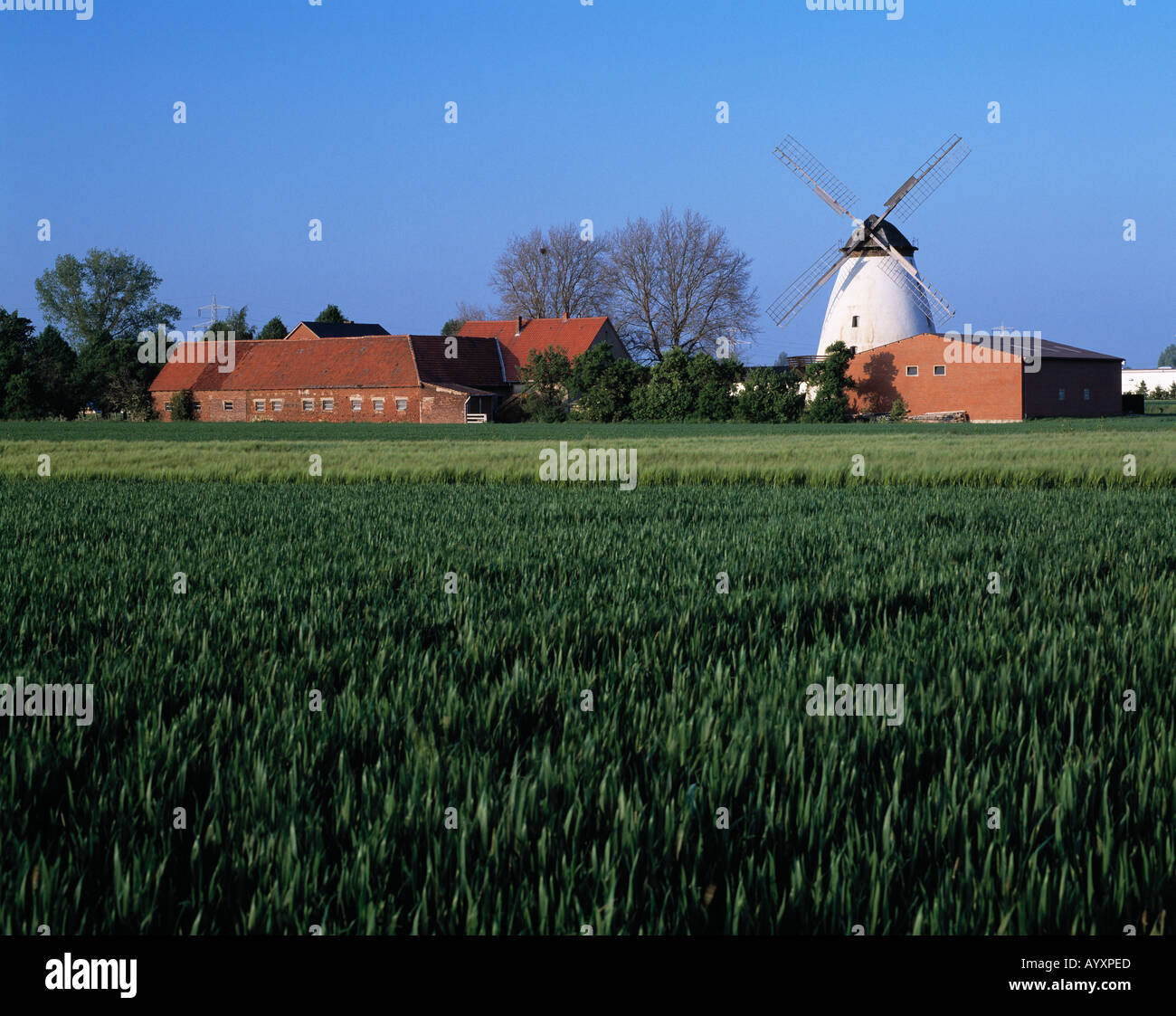 Landwirtschaft, Bauernhof, Bauernhaeuser, Windmuehle, Getreideanbau, Getreidefeld, Minden-Rodenbeck, Weser, Renania settentrionale-Vestfalia Foto Stock