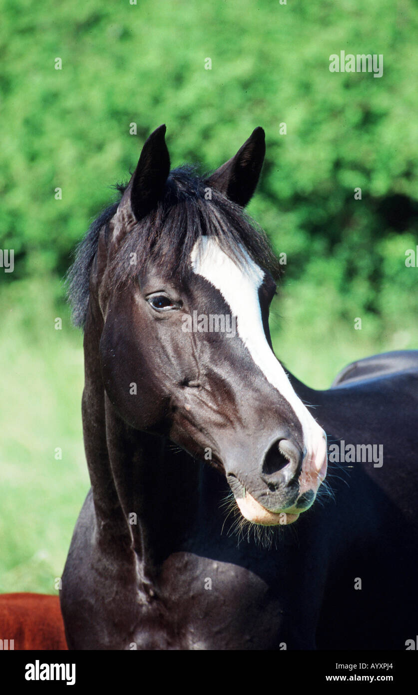 Il tedesco Holsteiner warmblooded cavallo Foto Stock