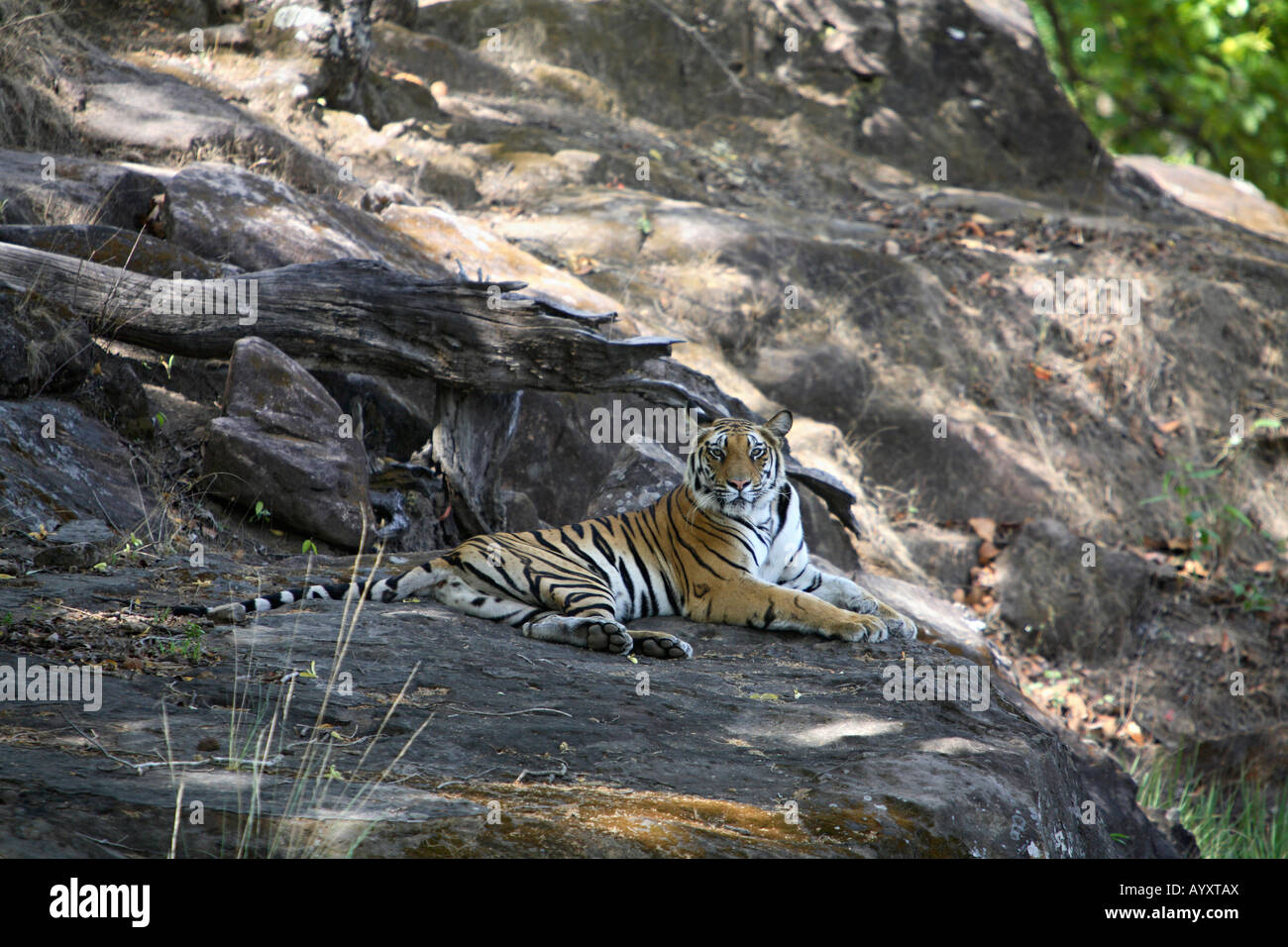 Tigre (Panthera tigris) rilassante sulla roccia patch, è un mammifero della famiglia Felidae, a Bandhavgarh National Park. Foto Stock