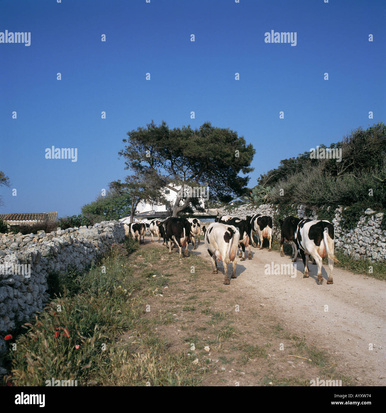 Kuehe in einer Kolonne auf ihrem Weg zum Stall, Menorca, Balearen Foto Stock