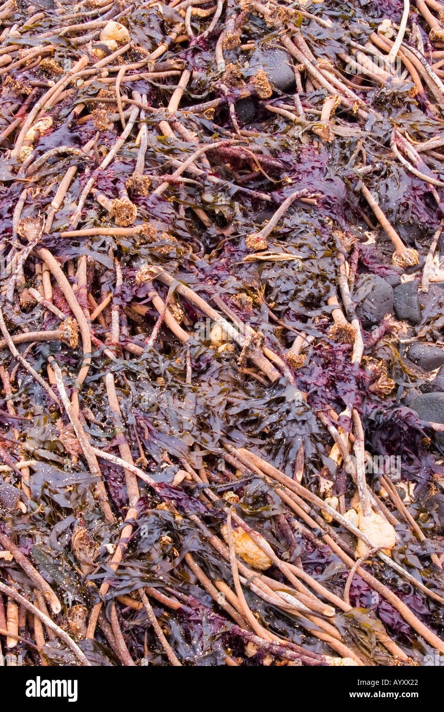Le alghe lavato fino in spiaggia Foto Stock