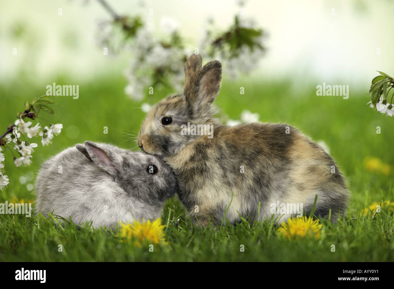 Coniglio pigmeo. Femmine e giovani in erba Foto Stock