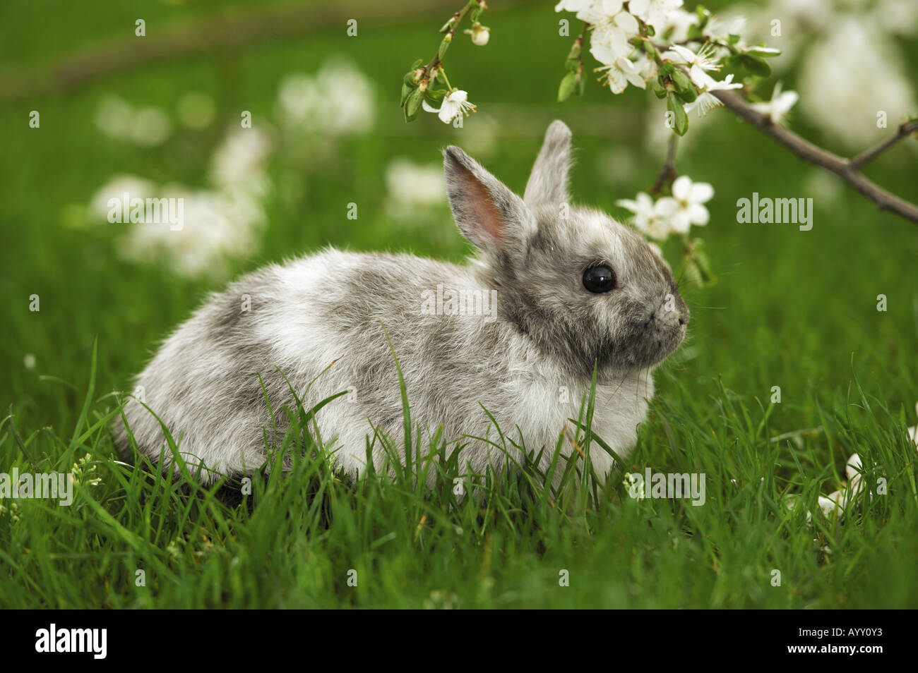 Grigio coniglio pigmeo - seduta sul prato Foto Stock