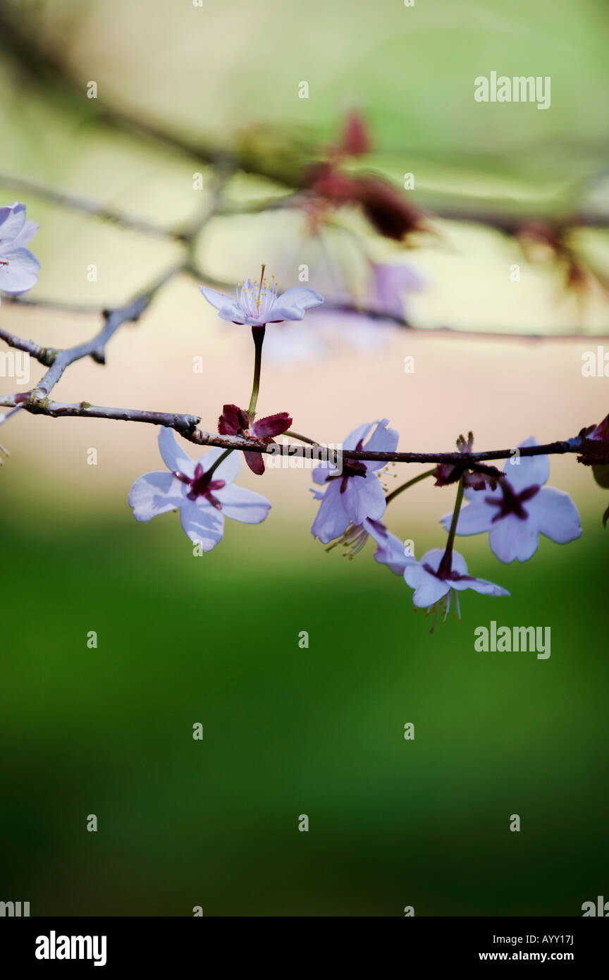 Prunus sargentii sargents. Sargent di ciliegio blossom Foto Stock