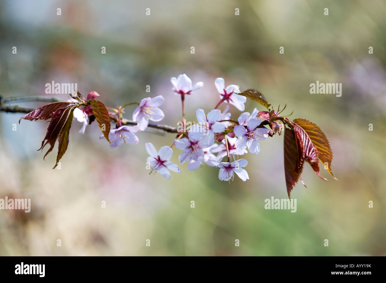 Prunus sargentii sargents. Sargent di ciliegio blossom Foto Stock