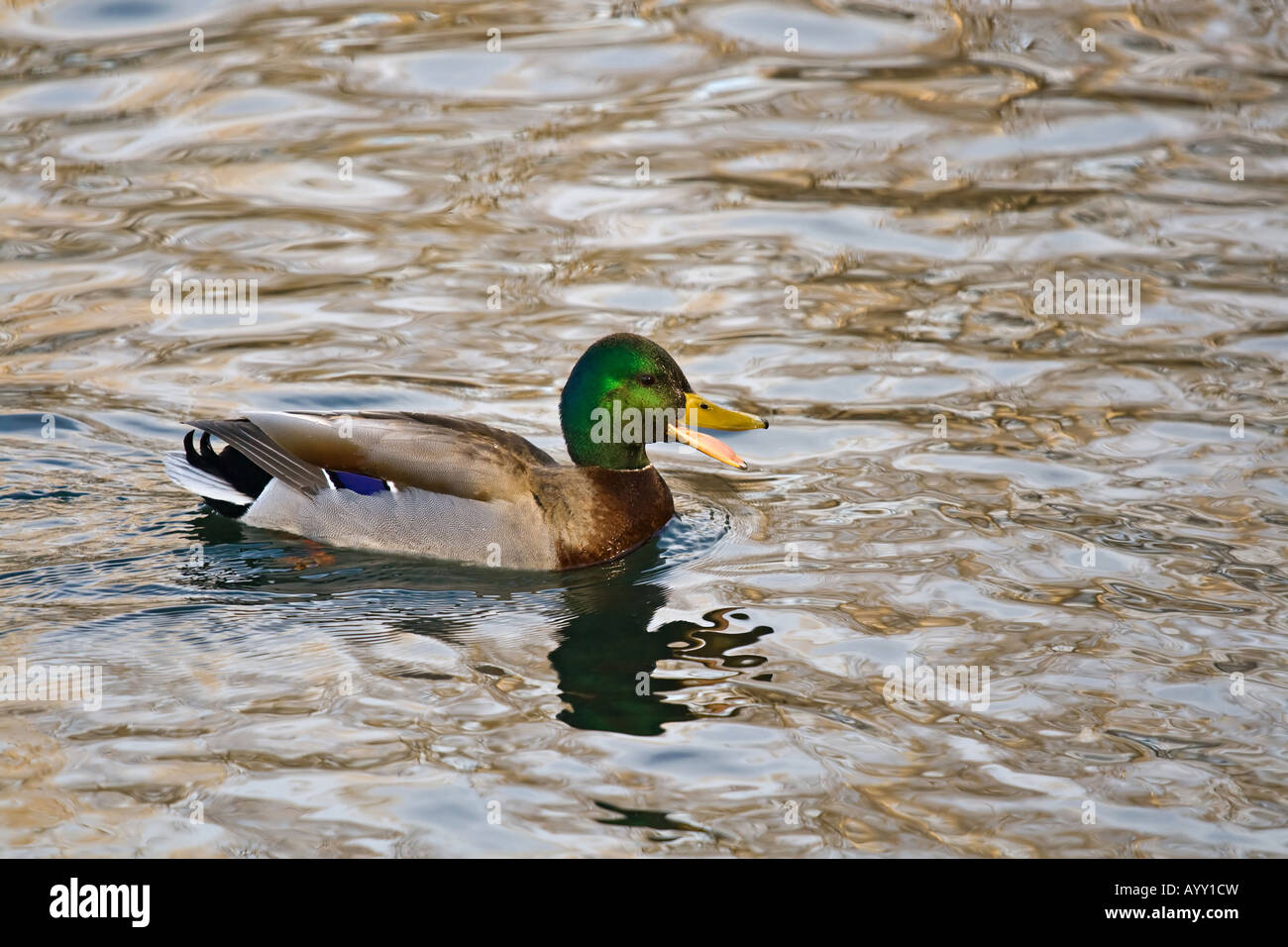 Drake Mallard duck (Anas platyrhynchos) quacking durante il nuoto su rame lucente color acqua Foto Stock