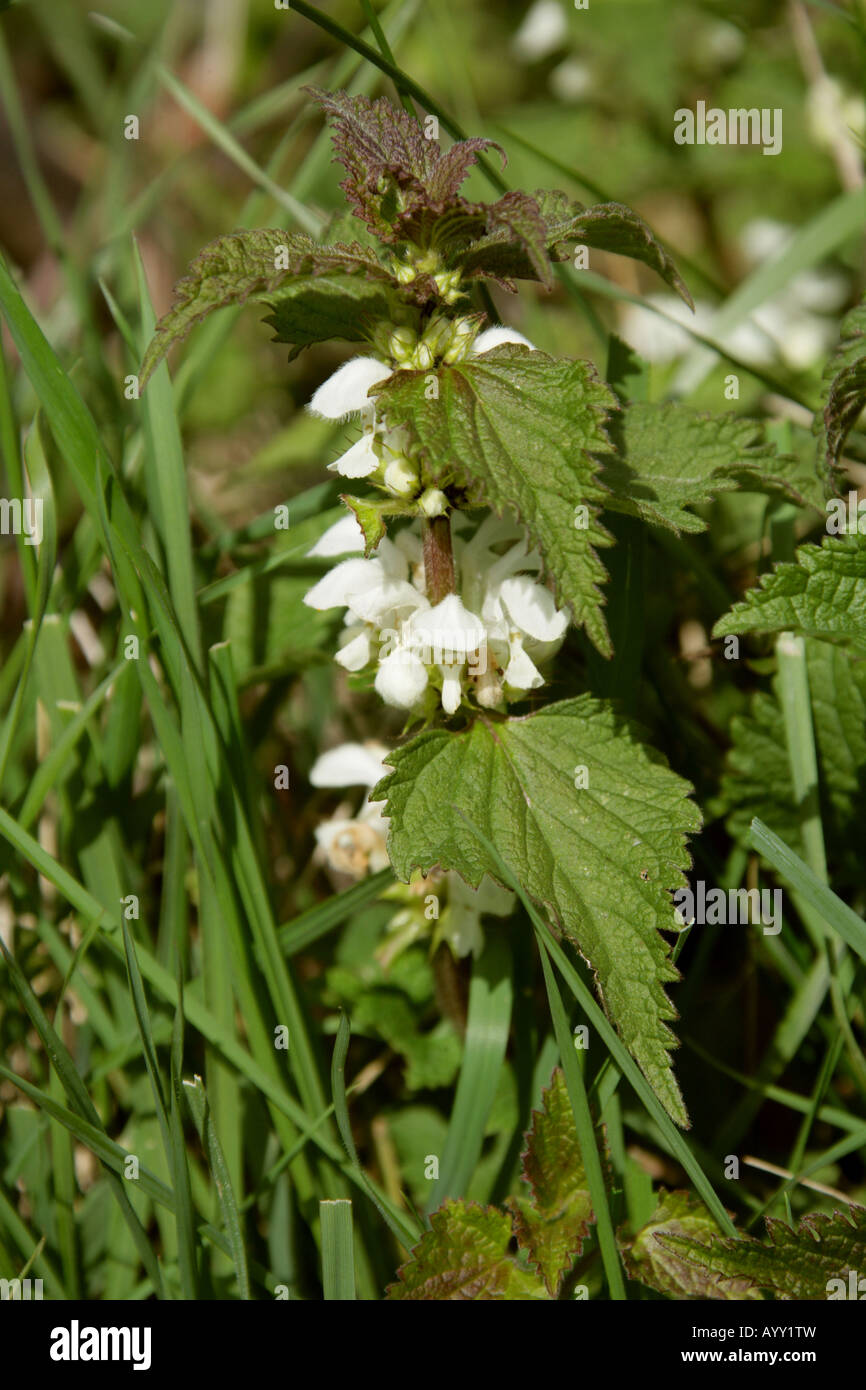 Morti Bianche Ortica Lamium album Foto Stock