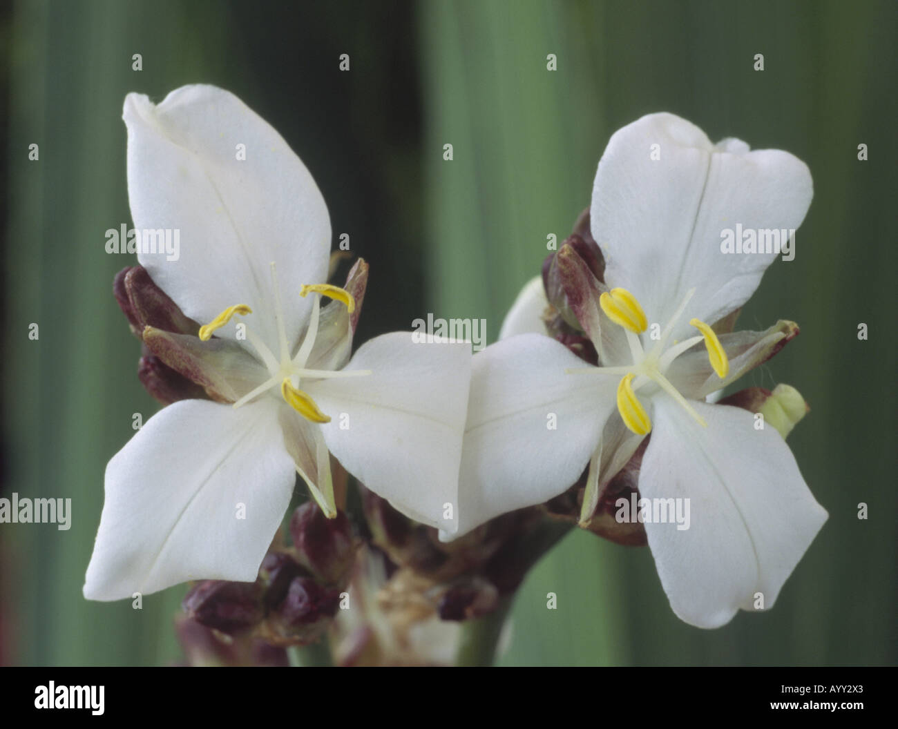 Libertia formosa. In prossimità dei due fiori di colore bianco nella parte anteriore del green foglie lineari. Foto Stock