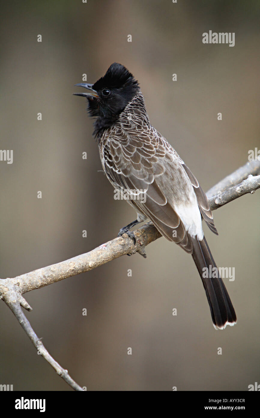 Rosso-sfiatato Bulbul (Pycnonotus cafer) è un membro della famiglia di bulbul delle passerine uccelli. Più comunemente trovati in India. Foto Stock