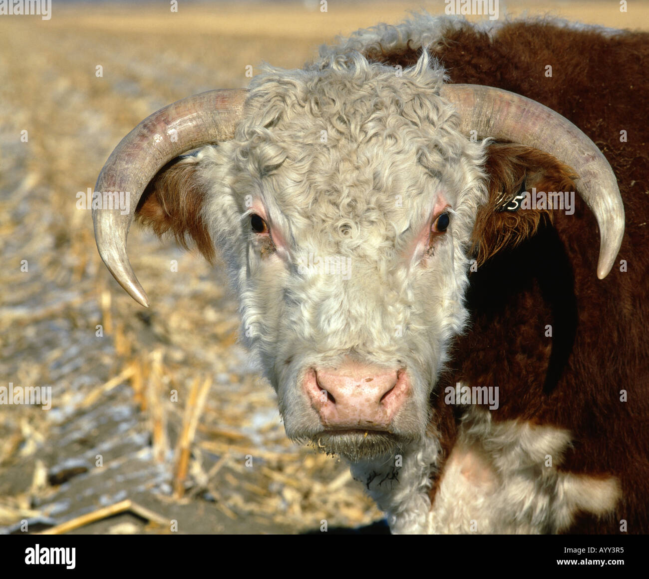 HEREFORD BULL NEBRASKA Foto Stock