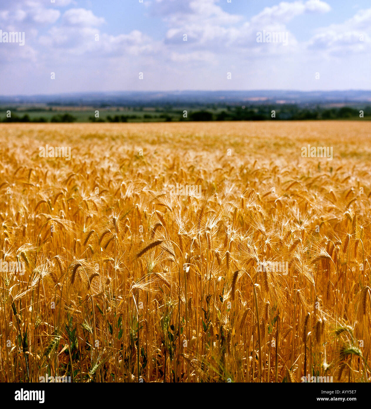 Campo di orzo mature Blewbury Downs Oxfordshire Inghilterra Foto Stock