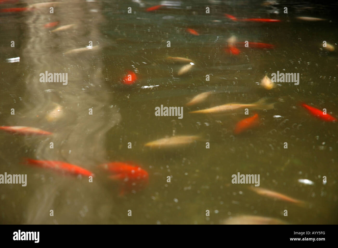 Das Gotische Viertel Barrí Gòtic Hinterhof backyard Teich frazione piscina Gans goose Goldfisch goldfish Foto Stock