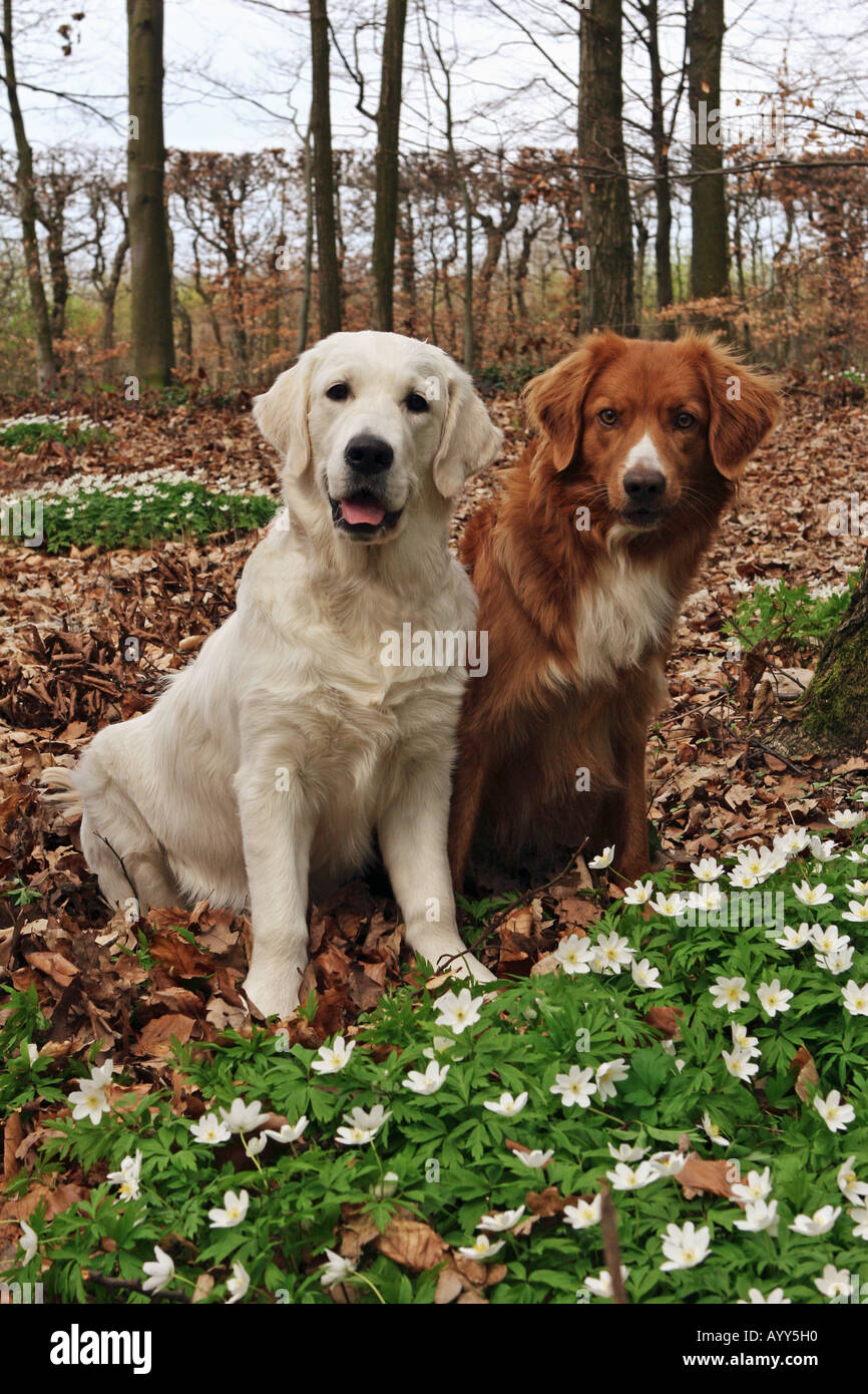 Golden Retriever e Nova Scotia Duck Tolling Retriever Foto Stock